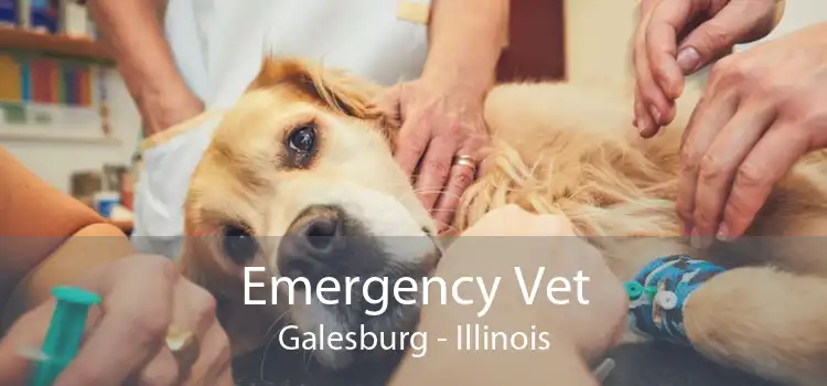 Emergency Vet Galesburg - Illinois