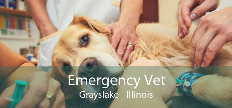 Emergency Vet Grayslake - Illinois
