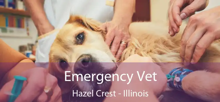 Emergency Vet Hazel Crest - Illinois