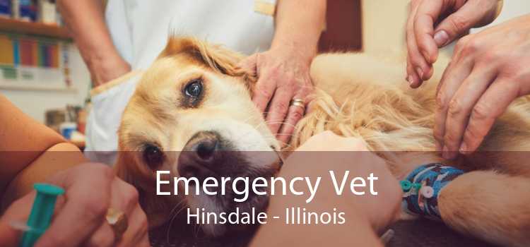 Emergency Vet Hinsdale - Illinois