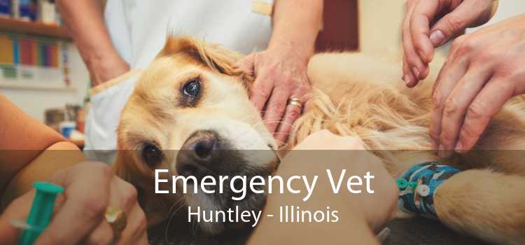 Emergency Vet Huntley - Illinois