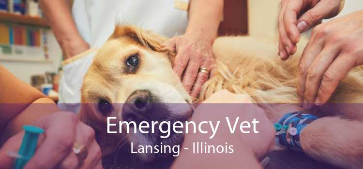 Emergency Vet Lansing - Illinois