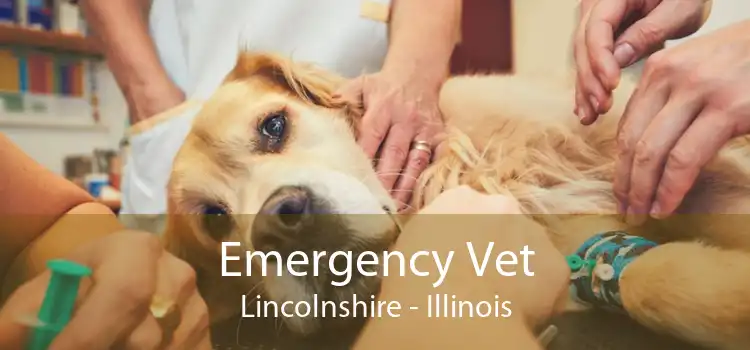 Emergency Vet Lincolnshire - Illinois