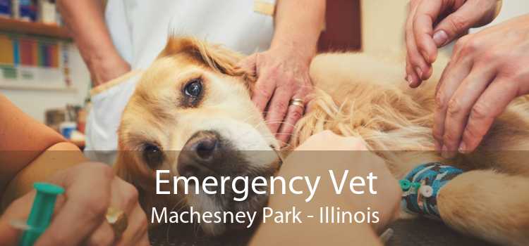 Emergency Vet Machesney Park - Illinois