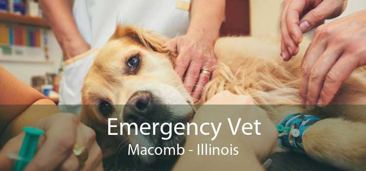 Emergency Vet Macomb - Illinois