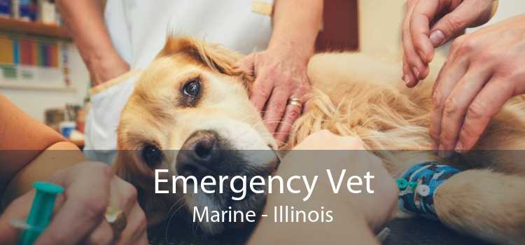 Emergency Vet Marine - Illinois