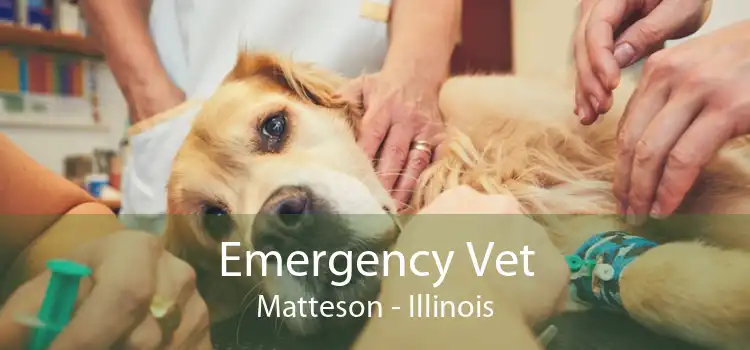 Emergency Vet Matteson - Illinois