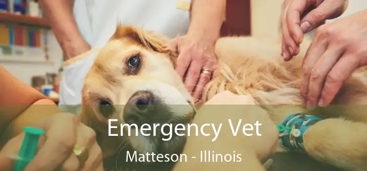 Emergency Vet Matteson - Illinois