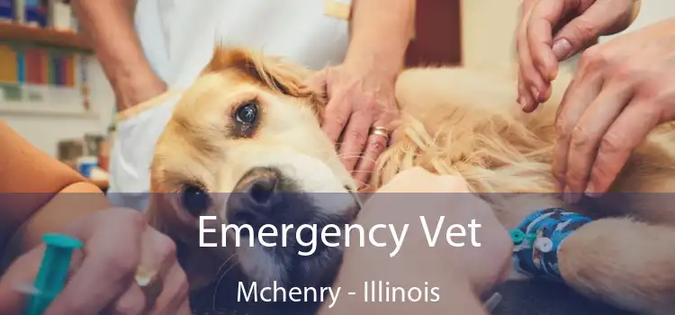 Emergency Vet Mchenry - Illinois