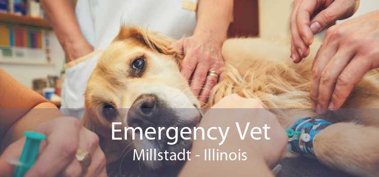 Emergency Vet Millstadt - Illinois