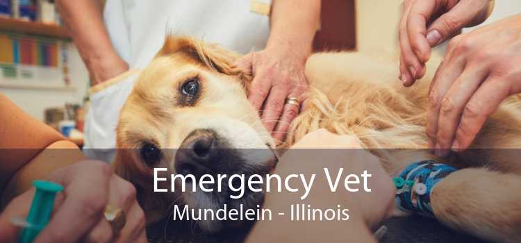 Emergency Vet Mundelein - Illinois