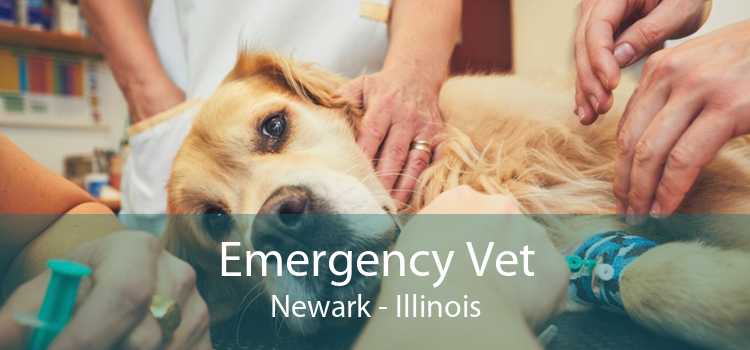 Emergency Vet Newark - Illinois