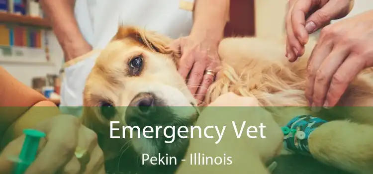 Emergency Vet Pekin - Illinois