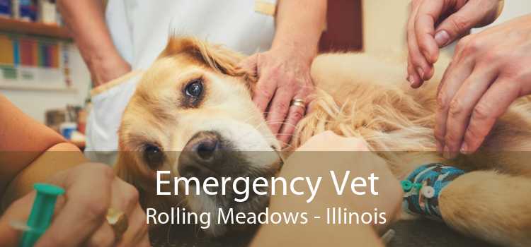 Emergency Vet Rolling Meadows - Illinois
