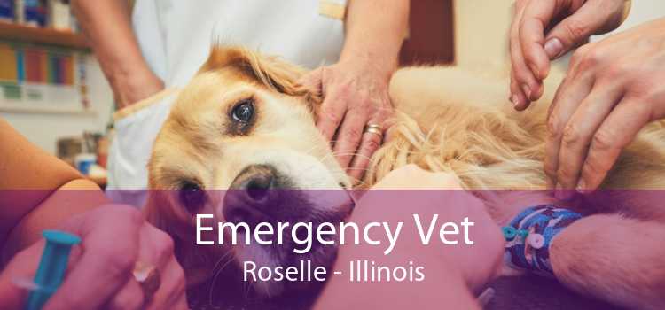 Emergency Vet Roselle - Illinois
