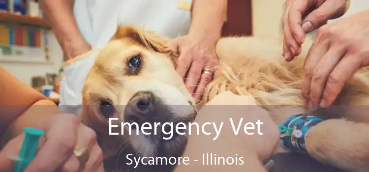 Emergency Vet Sycamore - Illinois