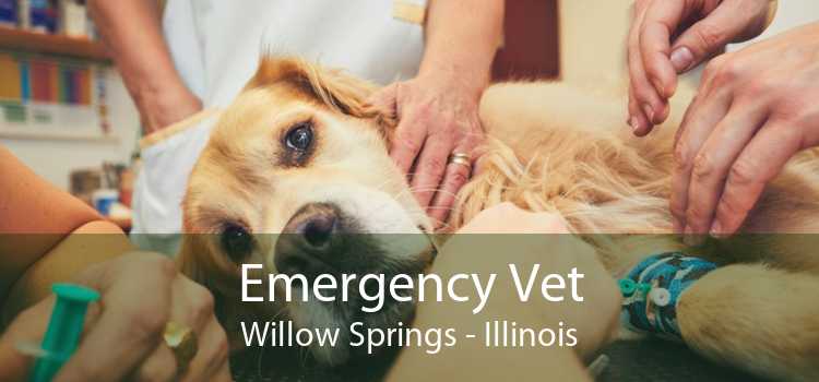 Emergency Vet Willow Springs - Illinois
