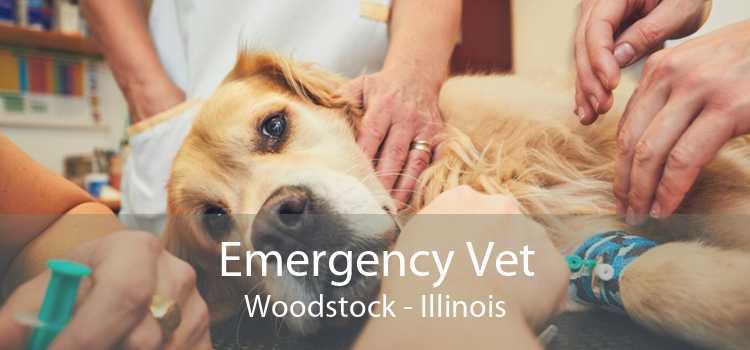 Emergency Vet Woodstock - Illinois