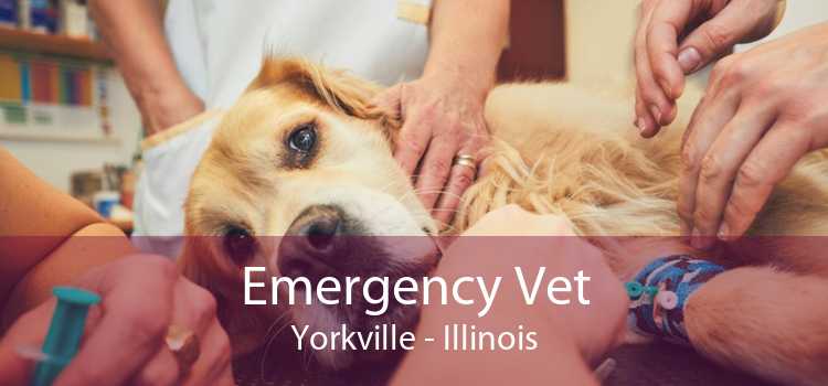 Emergency Vet Yorkville - Illinois