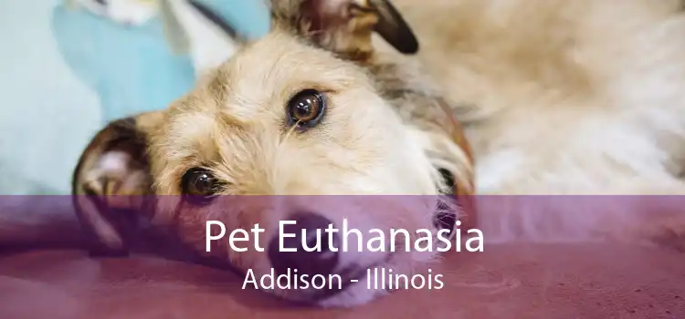 Pet Euthanasia Addison - Illinois