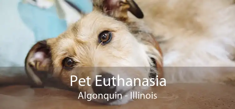 Pet Euthanasia Algonquin - Illinois