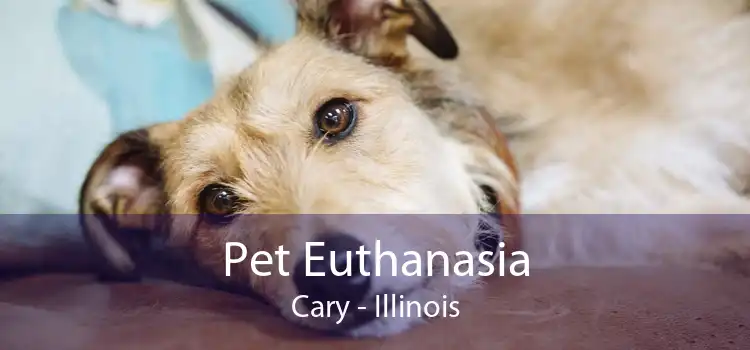 Pet Euthanasia Cary - Illinois