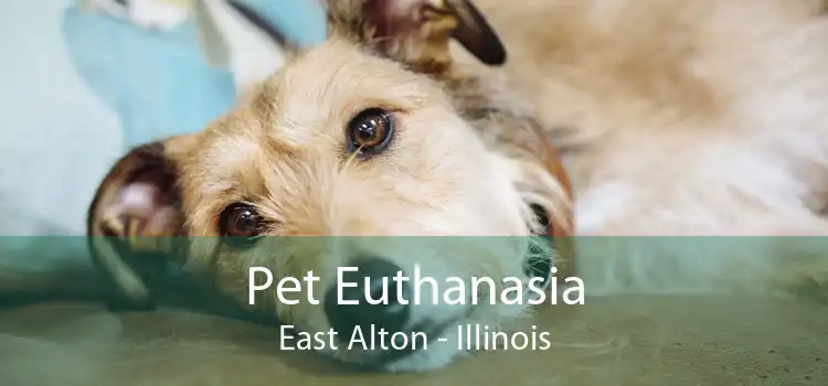 Pet Euthanasia East Alton - Illinois