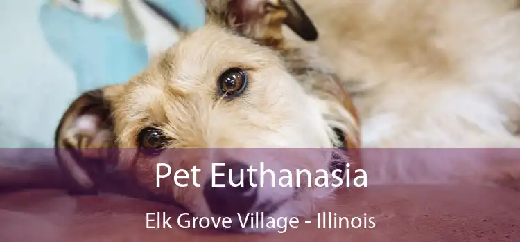 Pet Euthanasia Elk Grove Village - Illinois