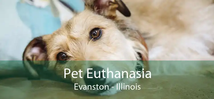 Pet Euthanasia Evanston - Illinois