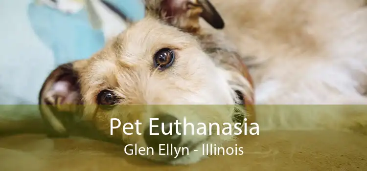 Pet Euthanasia Glen Ellyn - Illinois