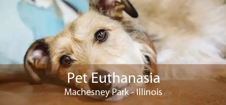 Pet Euthanasia Machesney Park - Illinois