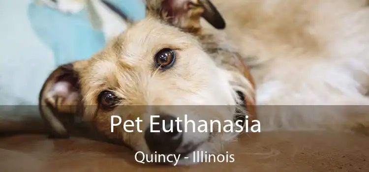 Pet Euthanasia Quincy - Illinois