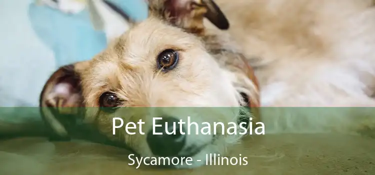 Pet Euthanasia Sycamore - Illinois