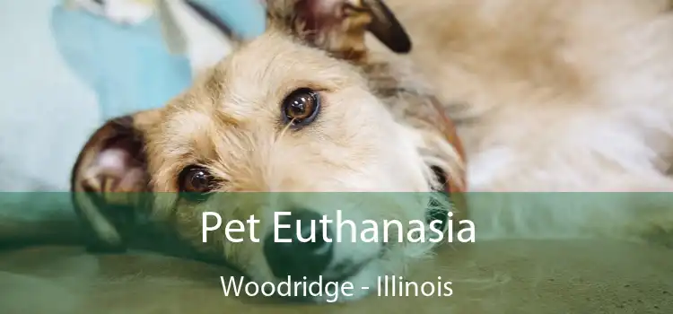 Pet Euthanasia Woodridge - Illinois