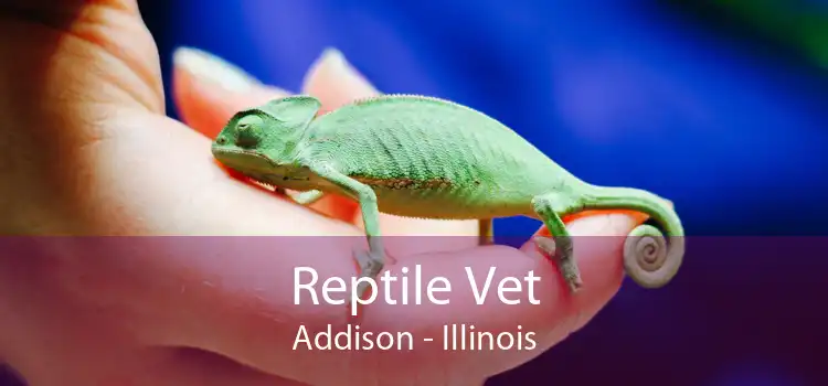 Reptile Vet Addison - Illinois