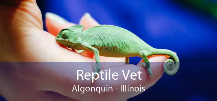 Reptile Vet Algonquin - Illinois