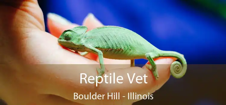 Reptile Vet Boulder Hill - Illinois