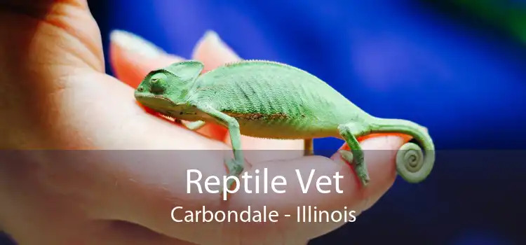 Reptile Vet Carbondale - Illinois