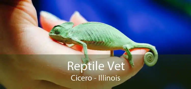 Reptile Vet Cicero - Illinois