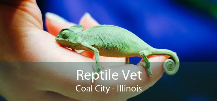 Reptile Vet Coal City - Illinois