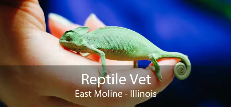 Reptile Vet East Moline - Illinois