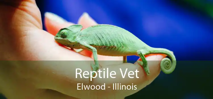 Reptile Vet Elwood - Illinois