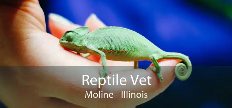 Reptile Vet Moline - Illinois