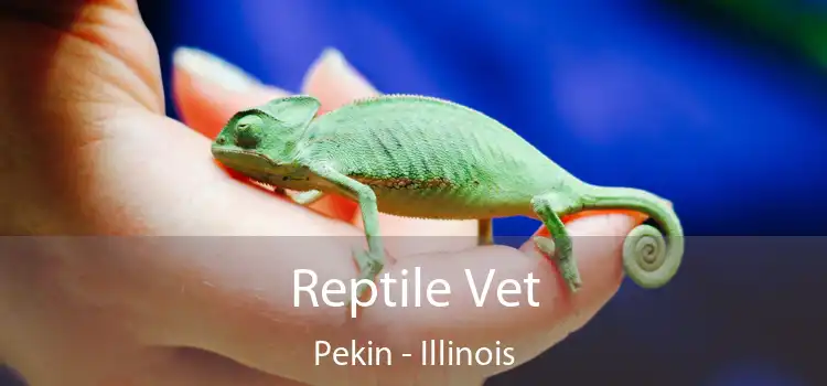 Reptile Vet Pekin - Illinois