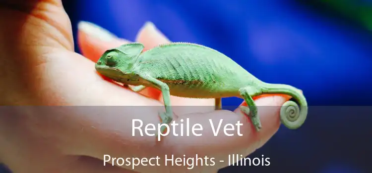 Reptile Vet Prospect Heights - Illinois