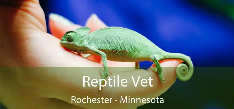 Reptile Vet Rochester - Minnesota