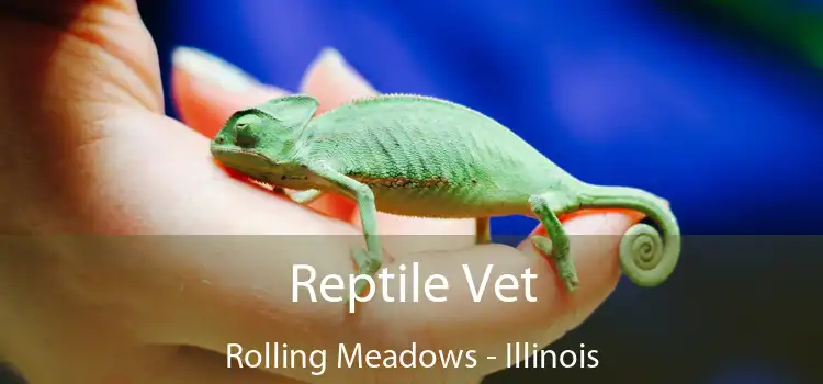 Reptile Vet Rolling Meadows - Illinois