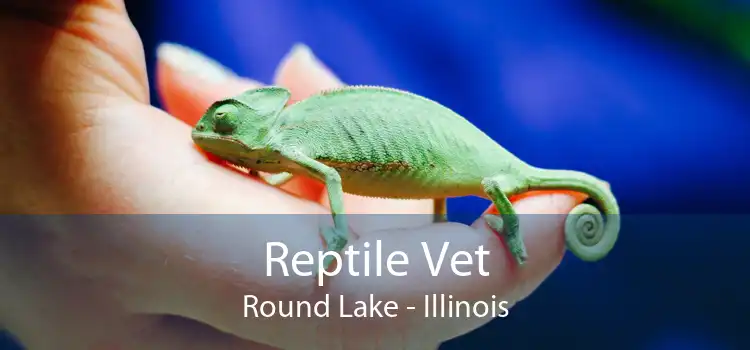 Reptile Vet Round Lake - Illinois