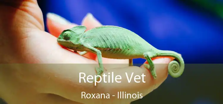 Reptile Vet Roxana - Illinois