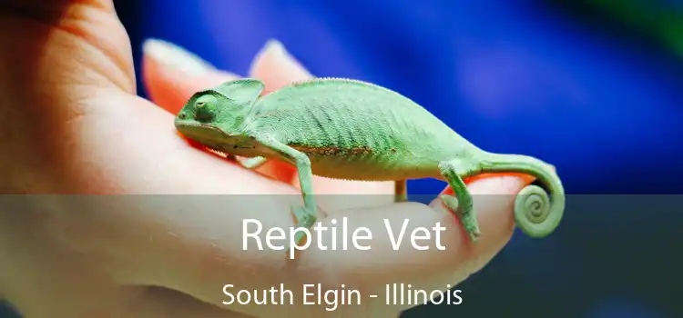 Reptile Vet South Elgin - Illinois